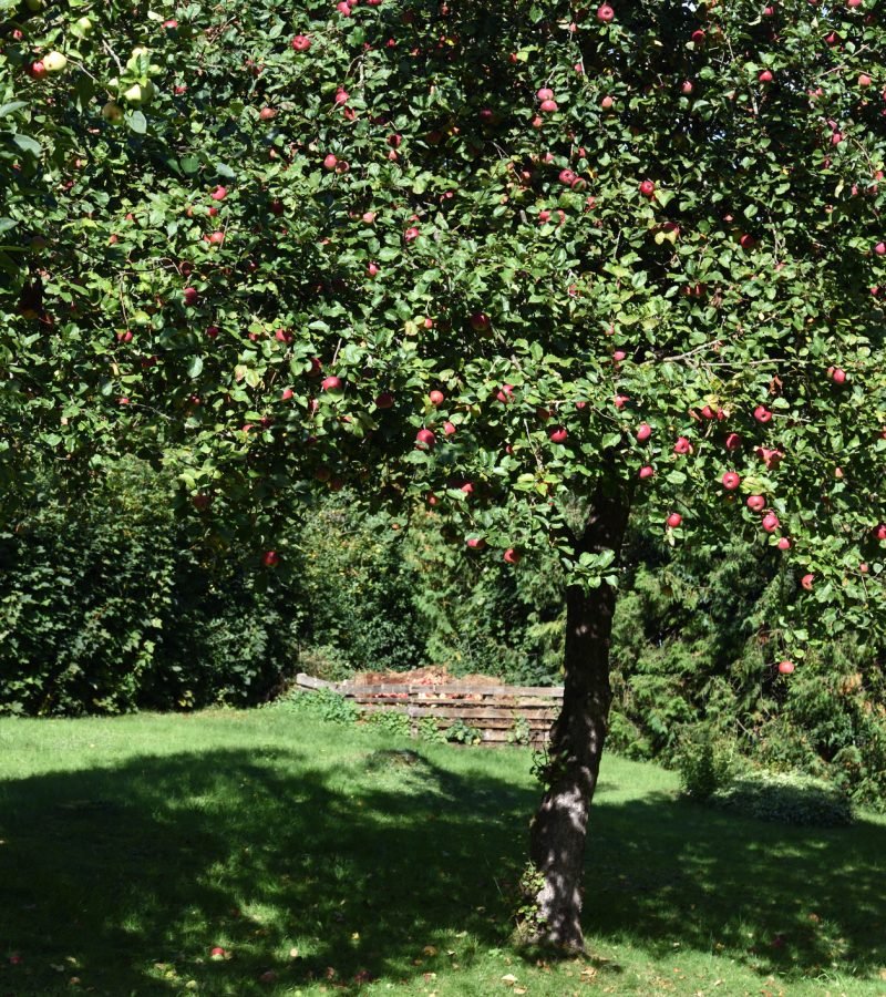 Apfelbaum schneiden Obstbaumschnitt Baumpflege Singen